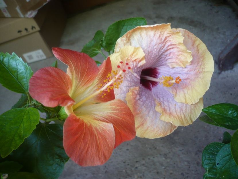 P1330253 - HIBISCUSI 2017-2