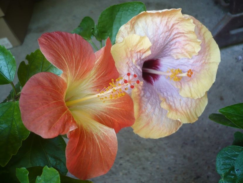 P1330255 - HIBISCUSI 2017-2