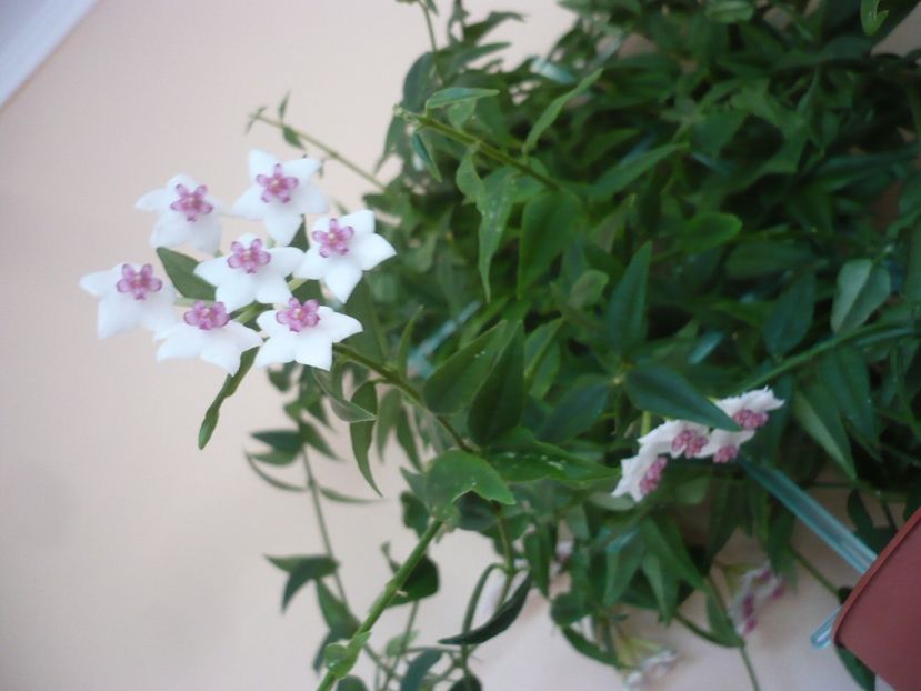 P1330262 - HOYA 2017