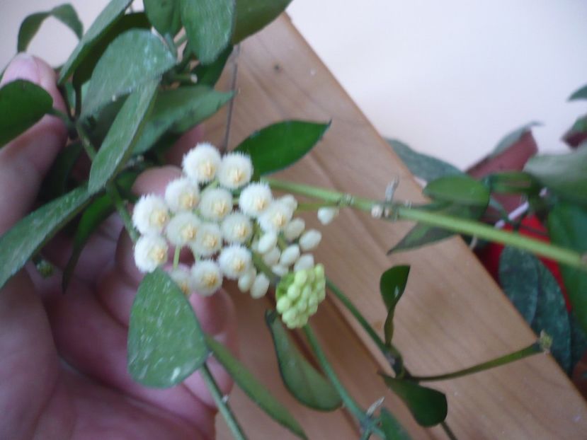 P1330267 - HOYA 2017