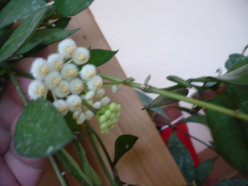 P1330268 - HOYA 2017