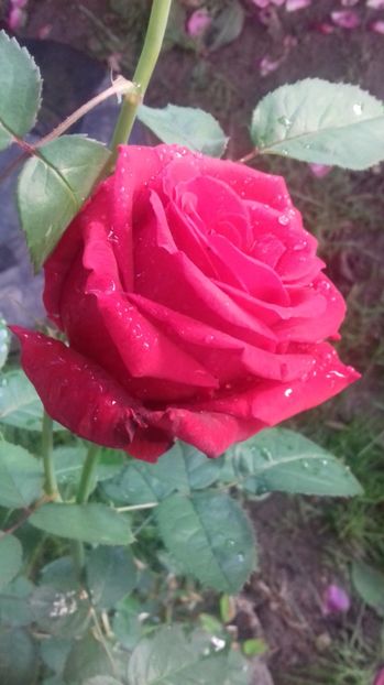  - Trandafiri-1 anul 2017