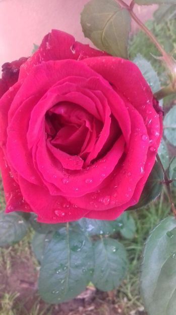  - Trandafiri-1 anul 2017