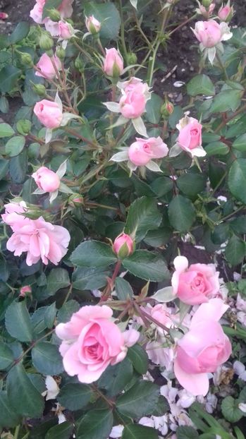  - Trandafiri-1 anul 2017