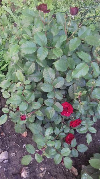  - Trandafiri-1 anul 2017