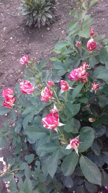  - Trandafiri-1 anul 2017