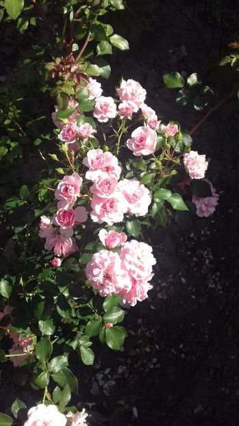  - Trandafiri-1 anul 2017