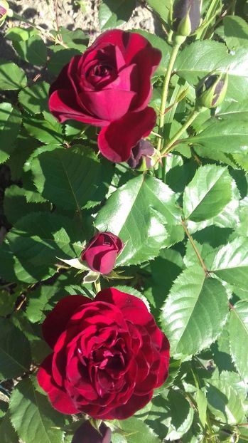  - Trandafiri-1 anul 2017