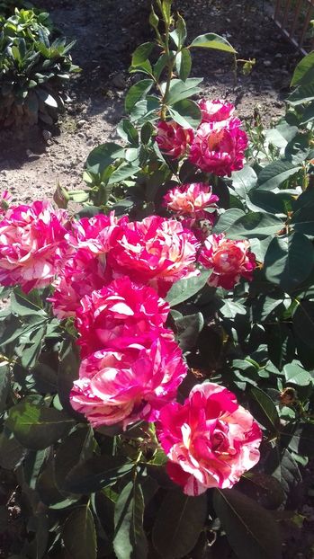  - Trandafiri-1 anul 2017