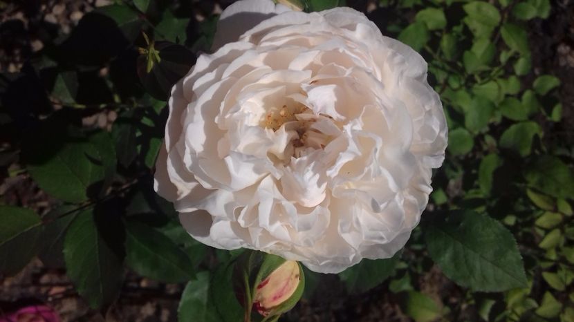  - Trandafiri-1 anul 2017