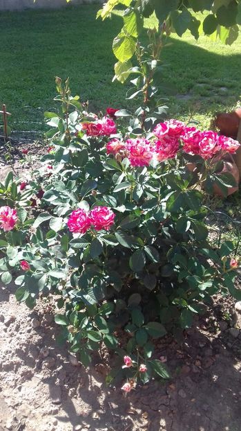  - Trandafiri-1 anul 2017