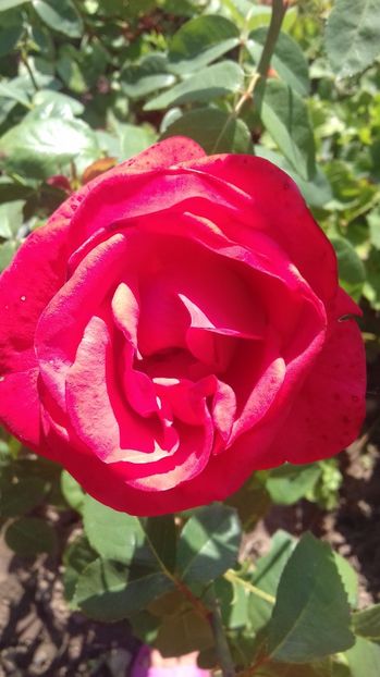  - Trandafiri-1 anul 2017