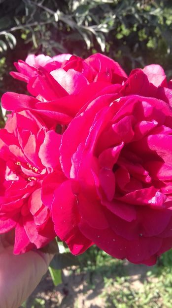  - Trandafiri-1 anul 2017