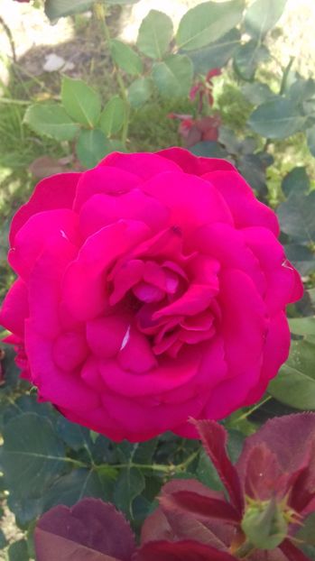  - Trandafiri-1 anul 2017