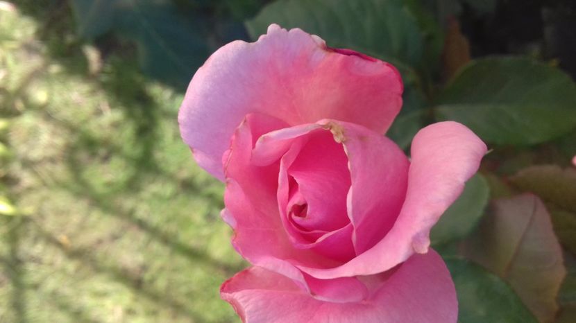  - Trandafiri-1 anul 2017