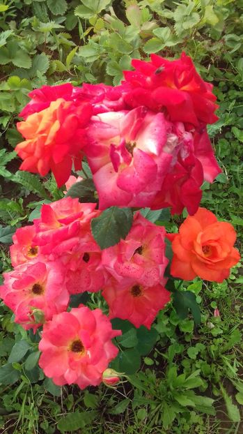  - Trandafiri-1 anul 2017