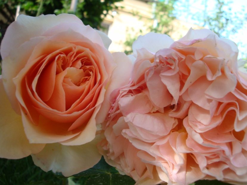  - Froufroutante Jackie