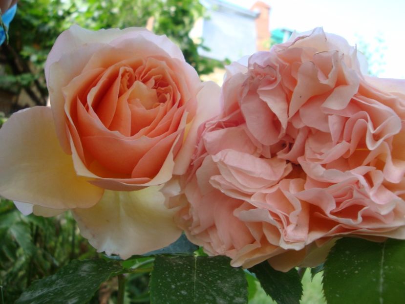  - Froufroutante Jackie