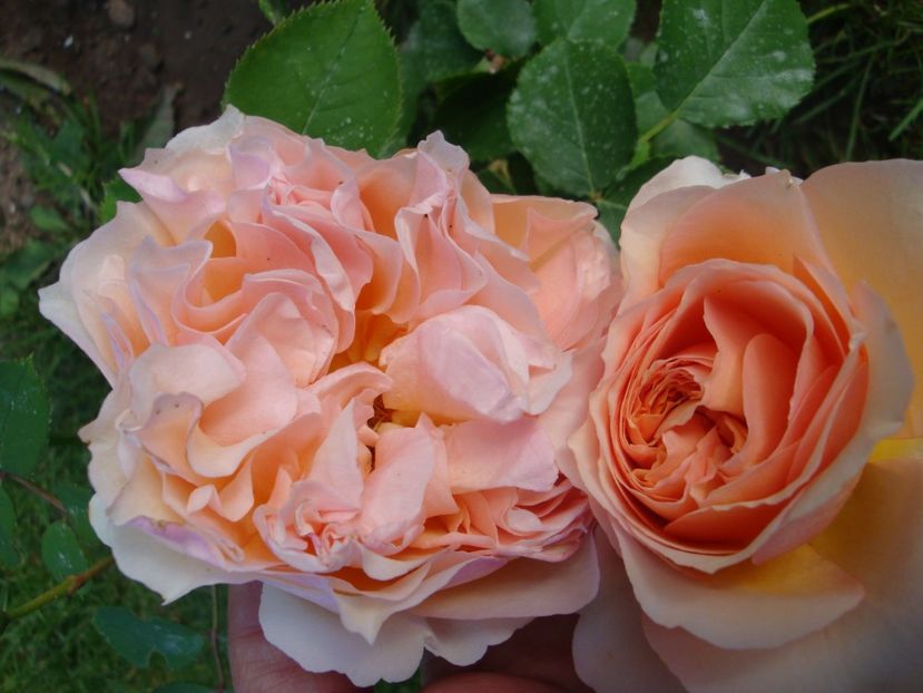  - Froufroutante Jackie