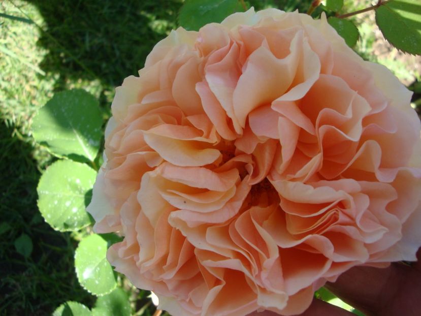  - Froufroutante Jackie