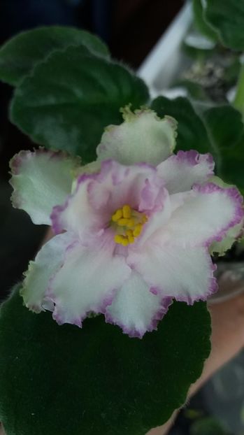 28 iunie - ZZ Georgia sport