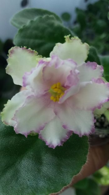 28 iunie - ZZ Georgia sport