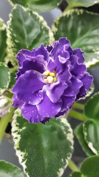 28 iunie - ZZ RS Figaro