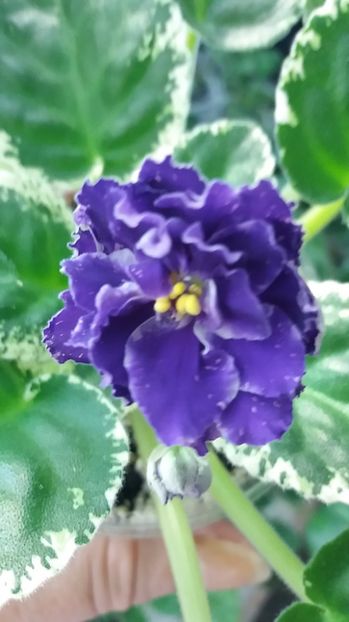 28 iunie - ZZ RS Figaro