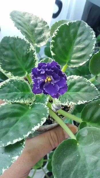 28 iunie - ZZ RS Figaro