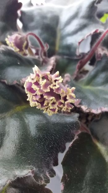 28 iunie (2) - ZZ LE Pariszkije Tainy