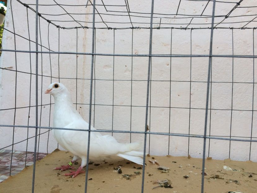 m 2017  8913_2 - tineret 2017