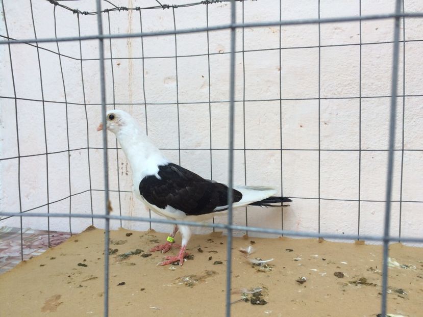 f 2017  9018_2 - tineret 2017