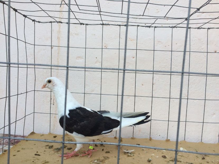 f 2017  9018_3 - tineret 2017