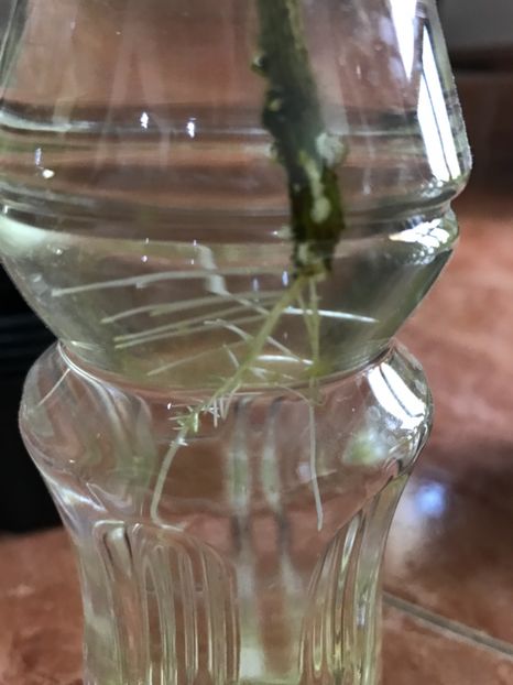 28.06.2017 - radacini - Multumesc Mihai A