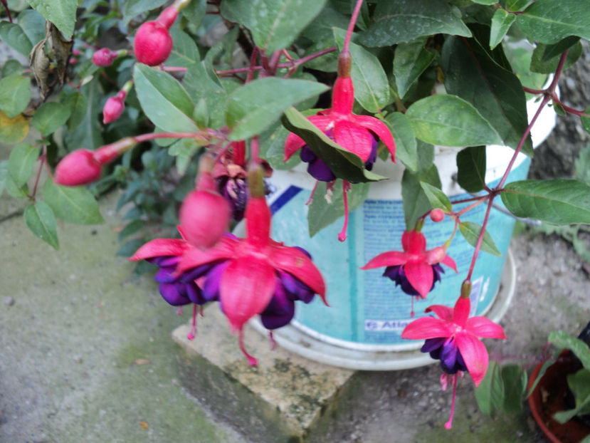 poze 2015 016 - Vara