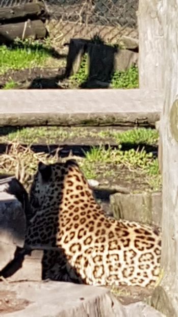 IMG-20170328-WA0034 - 001 Gradina ZOO Limpopo Ukraina