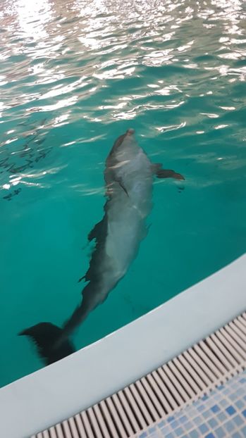 IMG-20170327-WA0013 - 001 Delfinariul OSKAR din Truskavets
