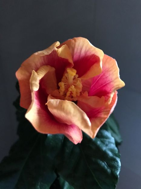 02.05.2017 - Oberon - Hibiscus 2017