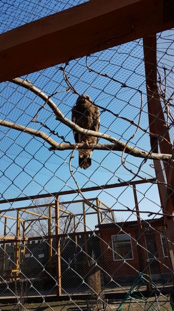 IMG-20170328-WA0030 - 001 Gradina ZOO Limpopo Ukraina