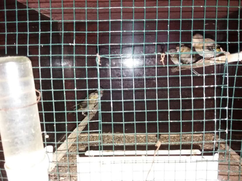  - pui hibrizi petrusi si sticlete 2017