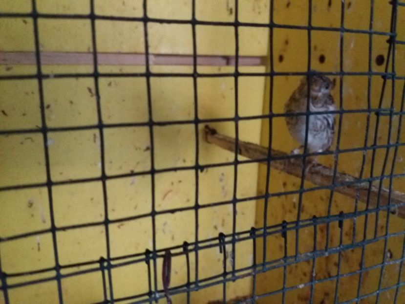  - pui hibrizi petrusi si sticlete 2017