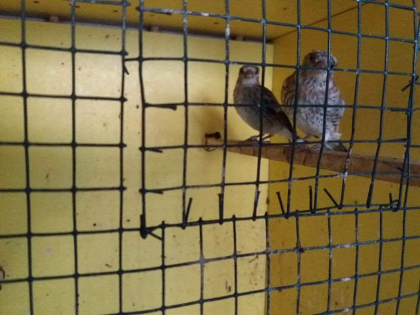  - pui hibrizi petrusi si sticlete 2017