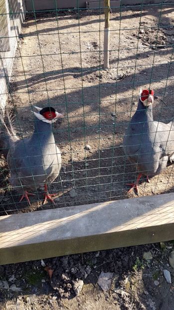 IMG-20170328-WA0018 - 001 Gradina ZOO Limpopo Ukraina