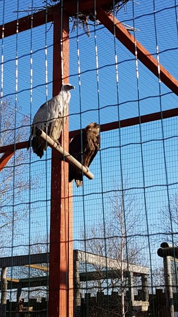 IMG-20170328-WA0022 - 001 Gradina ZOO Limpopo Ukraina