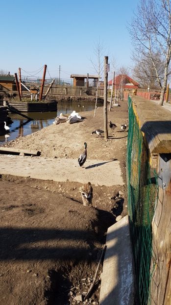 IMG-20170328-WA0008 - 001 Gradina ZOO Limpopo Ukraina