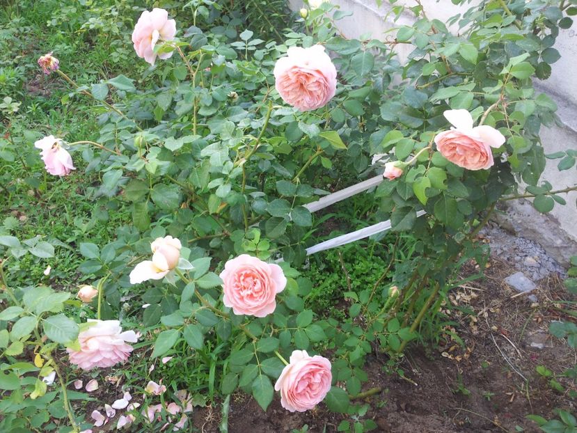  - Abraham Darby