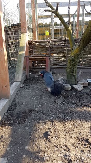 IMG-20170328-WA0014 - 001 Gradina ZOO Limpopo Ukraina