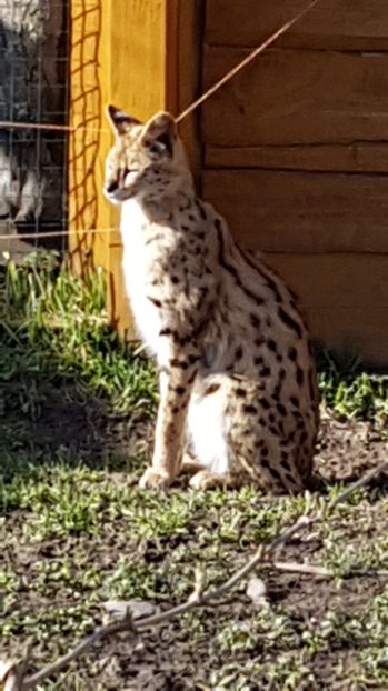 IMG-20170328-WA0026 - 001 Gradina ZOO Limpopo Ukraina