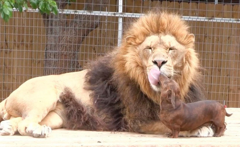 mă dau bine pe lângă șeful junglei... - NATURA ȘI SURPRIZELE EI