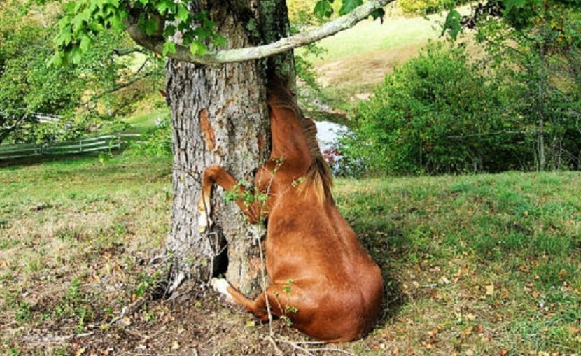 mârțoagă penibilă - NATURA ȘI SURPRIZELE EI